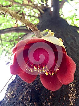 Flower of the cannonball tree