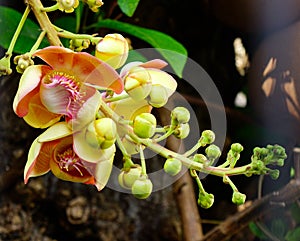 Flower of cannonball tree Couroupita