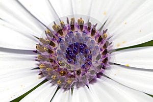 Flower Cape marguerite Dimorphotheca ecklonis Macro Closeup