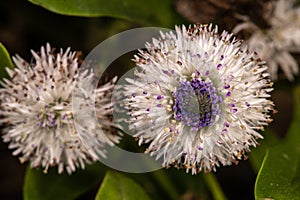 Flower of Cape Verdean Globe Daisy photo