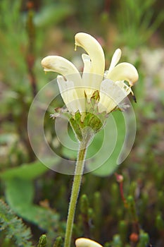Flower capitate lousewort - Pedicularis capitata in natural tundra environment photo