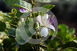 A flower of a capparis spinosa, the caper bush, also called Flinders rose