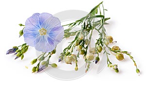 Flower and capsules with seed flax Linum usitatissimum common names common flax or linseed on a white background with space for