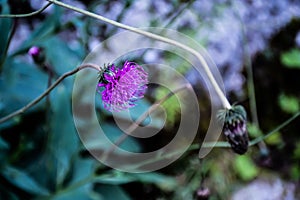 Flower of Carduus defloratus