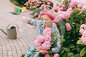 Flower care and watering. soils and fertilizers. hydrangea. Spring. Greenhouse flowers. woman care of flowers in garden
