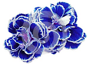 flower carnations blue isolated on a white background. No shadows with clipping path. Close-up.