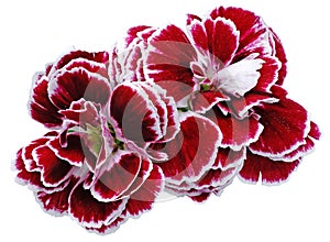 flower carnations red isolated on a white background. No shadows with clipping path. Close-up.