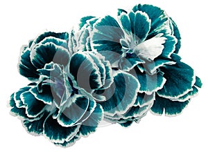 flower carnations turquoise-blue isolated on a white background. No shadows with clipping path. Close-up.