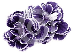 flower carnations violet isolated on a white background. No shadows with clipping path. Close-up.