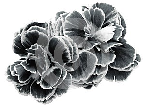 flower carnations white-black isolated on a white background. No shadows with clipping path. Close-up.