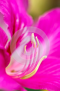 Flower carpel close up photo