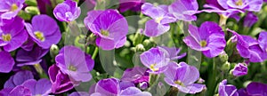 Flower carpet consisting of the construction, purple flowers