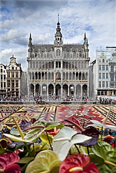 Flower Carpet in Front of King House or Het Broodhuis in Grand Place of Brussels