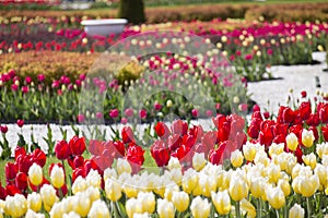 Flower carpet of tulips