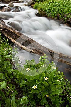 Flor cascada 