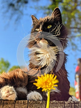 Flower Cat