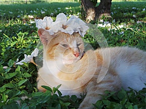 Flower Cat