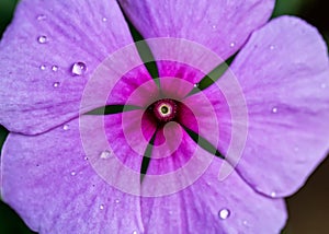 Flower Catharanthus roseus pink with water drops on petals macro photography of nature