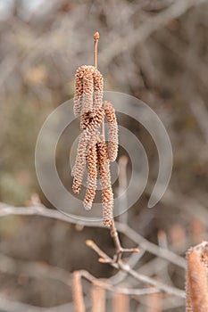 Flower catkins of hazel tree Coryllus avellana in spring