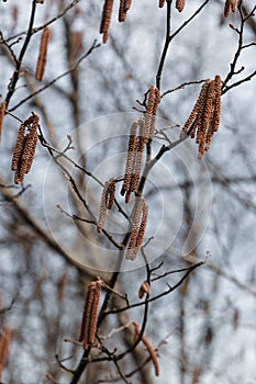 Flower catkins of hazel tree Coryllus avellana in spring