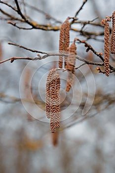 Flower catkins of hazel tree Coryllus avellana in spring