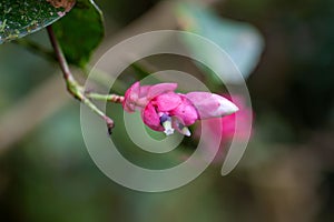 Flower of a Cavendishia complectens shrub