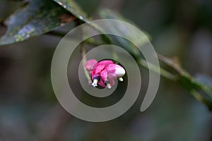 Flower of a Cavendishia complectens shrub