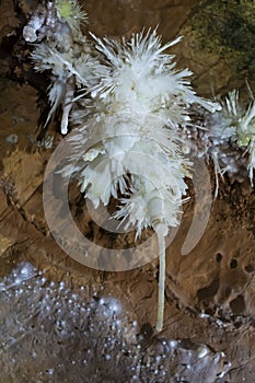 Flower of the Caves Anthodite