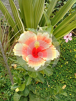 Flower cayena garden plant photo