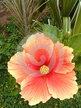 Flower cayena orange photo