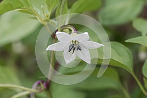 Flower of a cayenne pepper plant Capsicum annuum