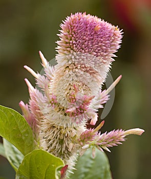 Flower Celosia