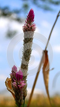 Flower of celosia argentea - amaranthaceae