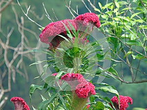 Flower Celosia Cristata photo