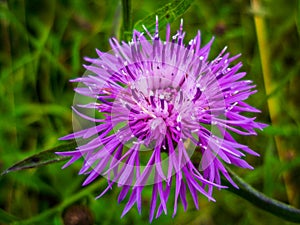 Flower of a Centaurea hypoleuca close-up. Cornflower