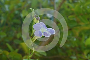 Flower of centipede plant in backyard garden