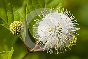 Flower or Cephalanthus occidentalis, known also as Button bush.