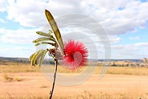 Flower of the Cerrado