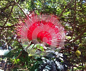 Flower of the cerrado photo