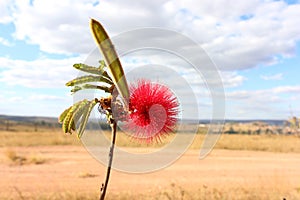 Flower of the Cerrado photo