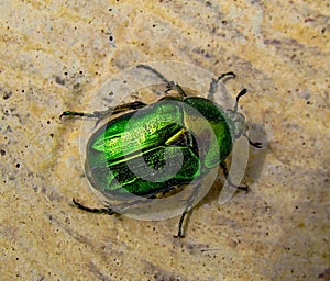 The Flower Chafer