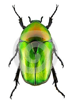 Flower chafer beetle on white