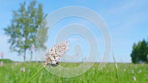 Flower chafer. Bistorta officinalis, commonly known as bistort or european bistort. Slow motion.