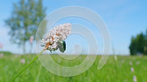 Flower chafer. Bistorta officinalis, commonly known as bistort or european bistort. Slow motion.