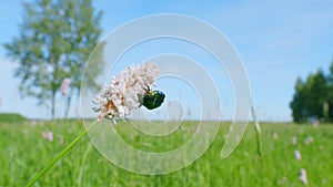 Flower chafer. Bistorta officinalis, commonly known as bistort or european bistort. Slow motion.