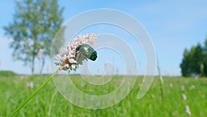 Flower chafer. Bistorta officinalis, commonly known as bistort or european bistort. Slow motion.