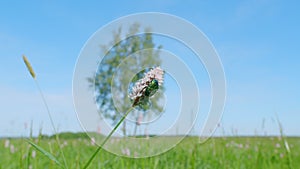 Flower chafer. Bistorta officinalis, commonly known as bistort or european bistort. Slow motion.