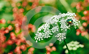 Flower chafer green shiny beetle cetonia aurata sitting on white flower in summer