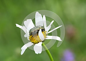 Flower chafer on oxeye daisy