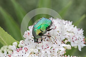 The flower chafer Protaetia lugubris